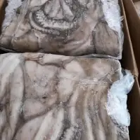 Octopus Vulgaris