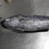 Bonito (Sarda Sarda ) Fish