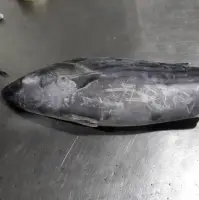 Bonito (Sarda Sarda ) Fish