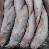 Grey Mullet (Mugel Sephalus )