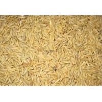 Barley
