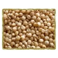 Sorghum