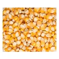 Yellow Maize