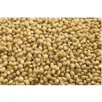 Coriander Seed
