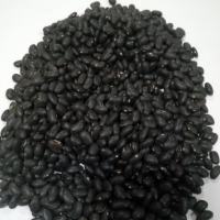 Black Beans