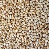 Organic Sesame (Sesame Oil)