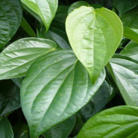 Betel Leaf
