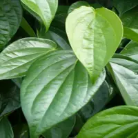 Betel Leaf
