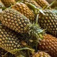 Fresh Pineapple