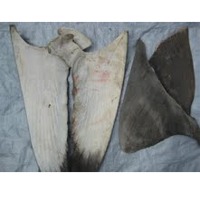 Shark's fin