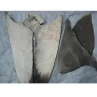 Shark's fin