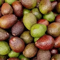 Hass Avocado