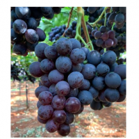 Table Grapes