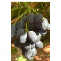 Table Grapes