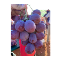 Table Grapes