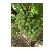 Superior Seedless