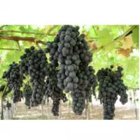Pallieri