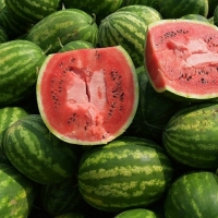 Fresh Sweet Water Melons