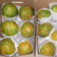 Fresh Papaya