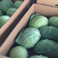 Fresh Round White/Green/Red Cabbage