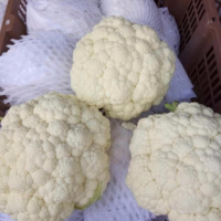 Fresh Cauliflower