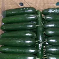 Fresh Cucumber