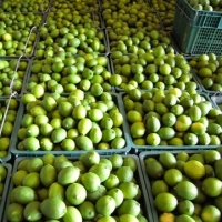 Fresh Lime & Fresh Lemon