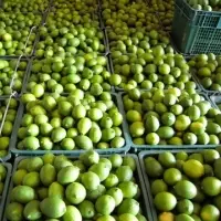 Fresh Lime & Fresh Lemon
