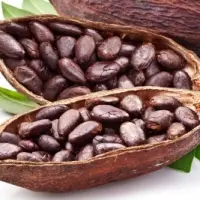 Sri lankan Cocoa Beans