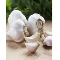 Garlic