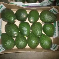 Lamb Hass Avocado
