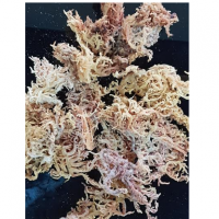 Dry Seaweed