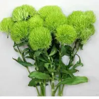 Dianthus
