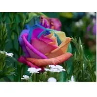 Roses