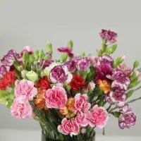 Carnation