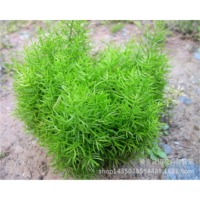 Asparagus Cochinchinensis