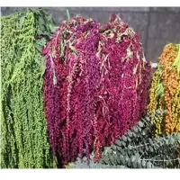 Amaranthus Seeds