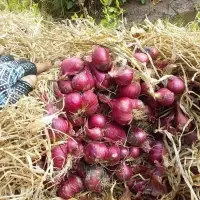 Vietnamese Fresh Onion