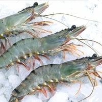 Frozen Black Tiger Prawn