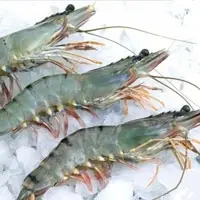 Frozen Black Tiger Prawn