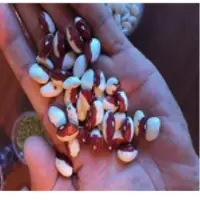 Beans