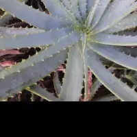 Aloe Plant