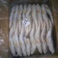 Frozen Silver Croaker Fish
