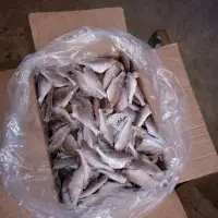 Frozen Croaker HGT Fish