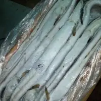 Frozen Conger Eel Fish