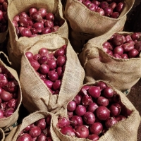 Red Onion