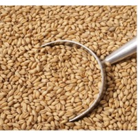 Wheat