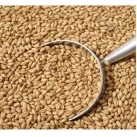 Wheat