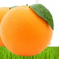Egyptian Fresh Orange