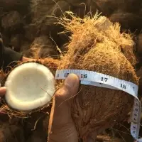 Fresh Semi Husked Coconut